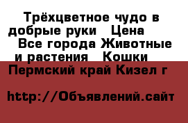 Трёхцветное чудо в добрые руки › Цена ­ 100 - Все города Животные и растения » Кошки   . Пермский край,Кизел г.